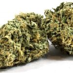 Zombie Kush